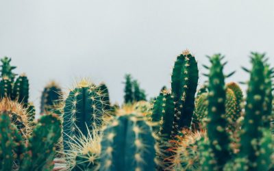 Luise F. Pusch und der Genderstern