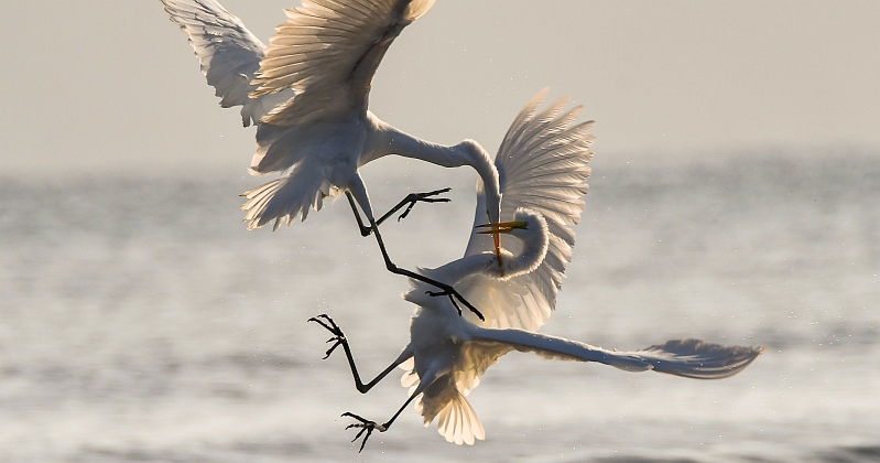 Warum es nicht „Gendersprache“ heißt